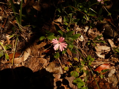 Silene hookeri