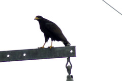 Buteogallus