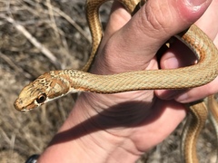 Psammophis notostictus