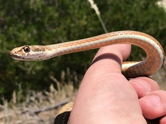 Psammophis notostictus