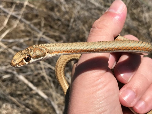 Photo of a Whip Snake (Psammophis notostictus)