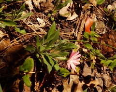 Silene hookeri
