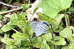 Celastrina serotina