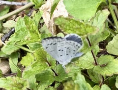 Celastrina serotina
