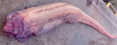 Large-Toothed Conger photo 4