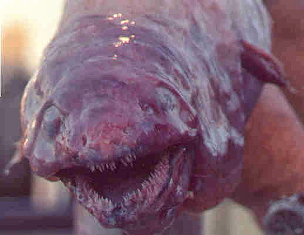 Large-Toothed Conger