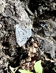 Celastrina serotina