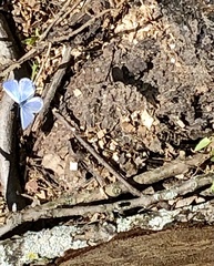 Celastrina serotina