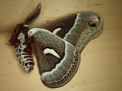 Hyalophora euryalus