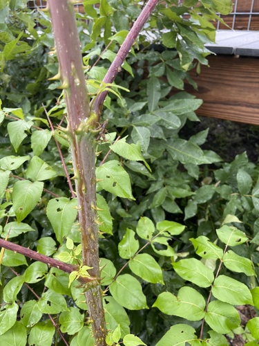 Aralia spinosa image