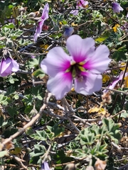 Malva subovata bicolor