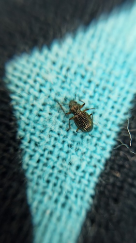 Ochthebius granulatus