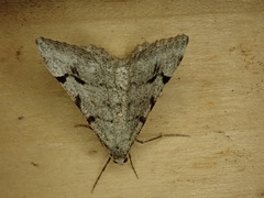 Digrammia denticulata