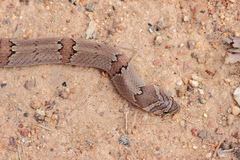 Oligodon taeniolatus