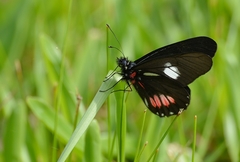 Archonias brassolis tereas