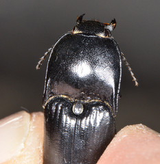 Melanactes densus