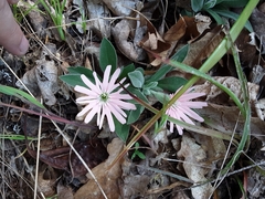 Silene hookeri