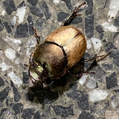 metallic horned dung beetle, Velp, Netherlands, photo 5 of 10