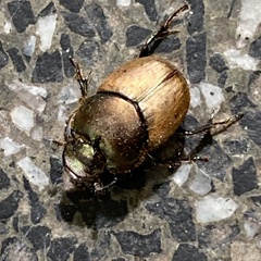 Onthophagus coenobita