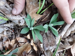Silene hookeri