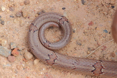 Oligodon taeniolatus