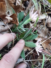 Silene hookeri