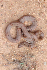 Oligodon taeniolatus