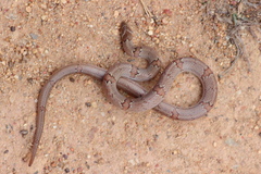 Oligodon taeniolatus