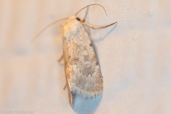 Leucocnemis perfundis