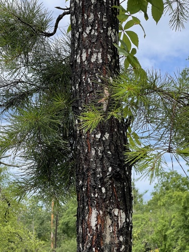 Schistocerca americana image