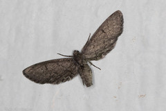 Glaucina erroraria