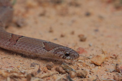 Oligodon taeniolatus