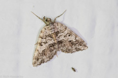 Macaria graphidaria