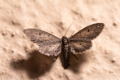 Glaucina erroraria