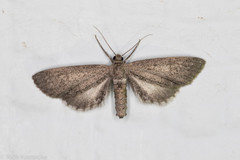 Glaucina erroraria