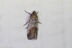 Chararica hystriculella
