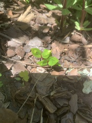 Magnoliopsida
