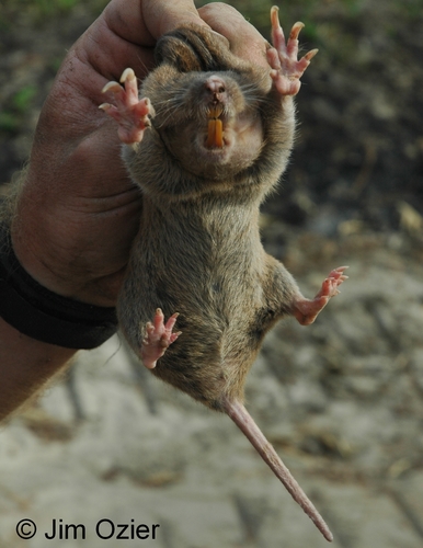 Southeastern Pocket Gopher
