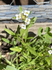 Lobularia maritima maritima