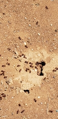 Pogonomyrmex rugosus