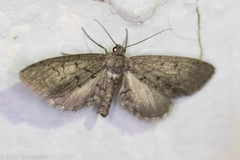 Glaucina erroraria