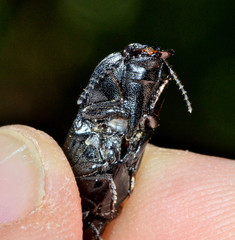 Melanactes densus