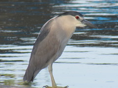 Nycticorax nycticorax