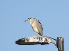 Nycticorax nycticorax