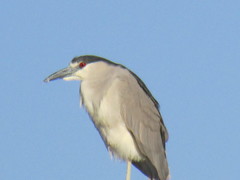 Nycticorax nycticorax