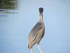 Nycticorax nycticorax