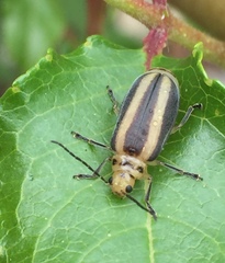 Derospidea brevicollis