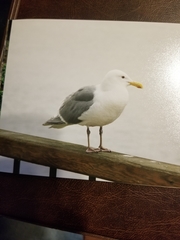 Larus glaucescens × occidentalis