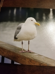 Larus glaucescens × occidentalis