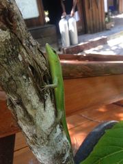 Lamprolepis smaragdina